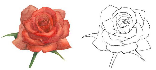 Comment Dessiner Une Rose Au Crayon Cours De Dessin Artacademie Paris Artacademie