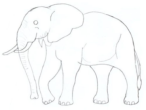 étape 5 comment dessiner elephant