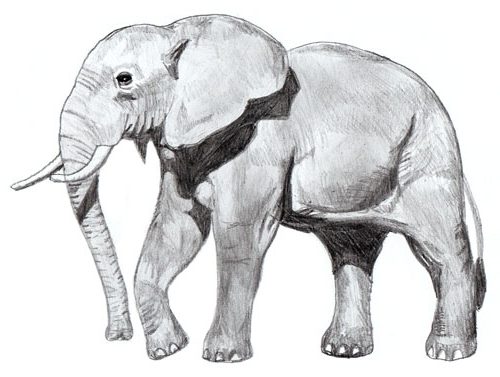 Dessiner elephant avec stage de dessin Artacademie Paris