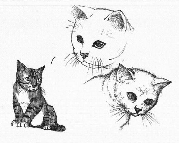 Comment Dessiner Un Chat Assis Allodessin