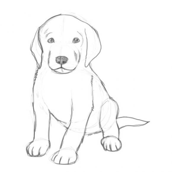 Comment Dessiner Un Chien La Leçon Pour Débutants Artacadémie