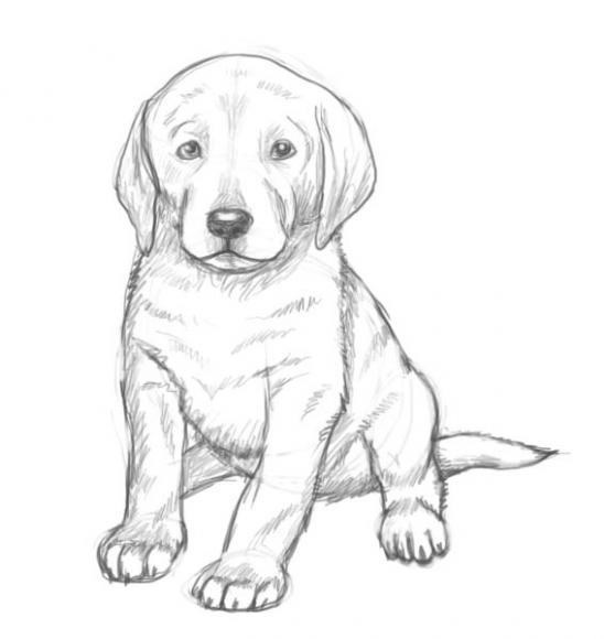 COMMENT DESSINER UN CHIEN MIGNON - TUTORIEL DE DESSIN 